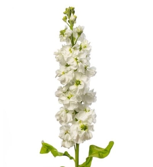 White Matthiola (Stock Flower)